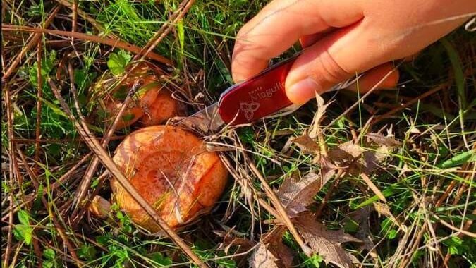 Guía de navajas para recolectores de setas: cómo elegir la mejor.