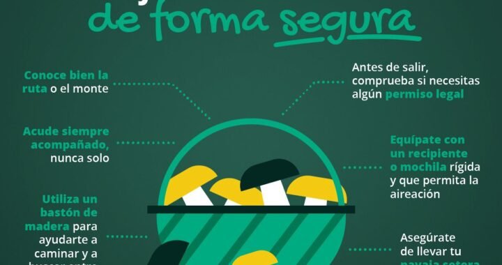 Guía básica de seguridad: Cómo recolectar setas sin riesgos.