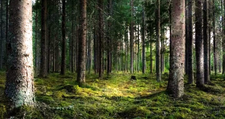 El papel del viento y la luz solar en el crecimiento de setas: Guía para recolectores.