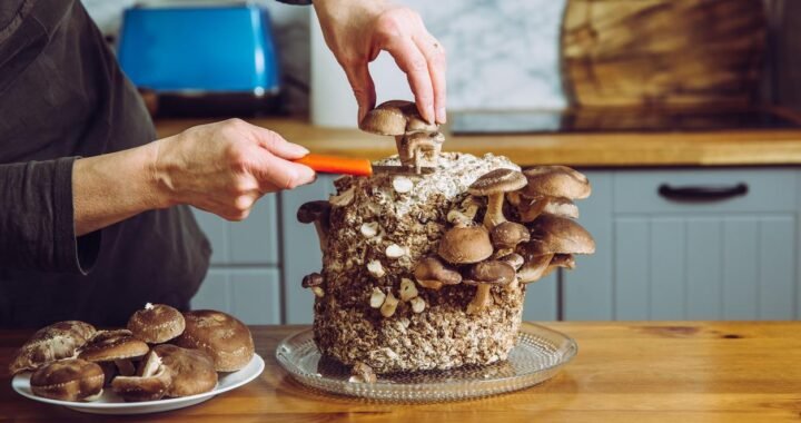 Cómo cultivar setas en casa con éxito: guía completa y kits recomendados.