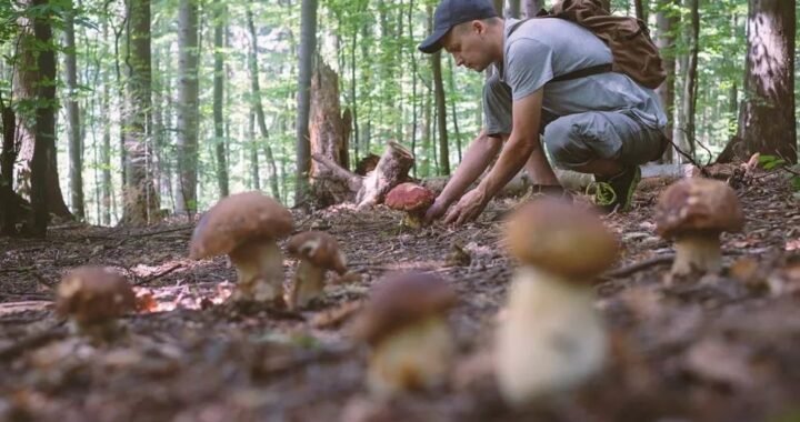 🌱 ¿Dónde recolectar setas en cada estación? Comparte tus zonas favoritas. 🍄