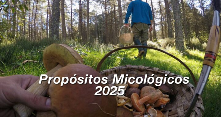 Propósitos micológicos para el 2025: Mejora tus habilidades en la recolección de setas.