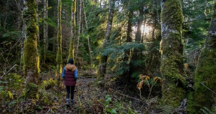 Cómo leer el bosque: Identificación de hábitats ideales para setas.